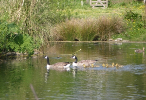 Ducks